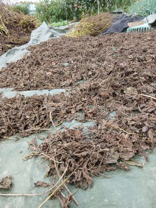 해맑은하늘님의 들깨 · 영농일지 작성글 사진