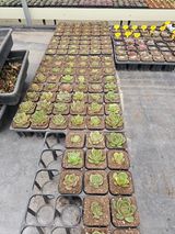 팜모닝 기타작물·영농일지 게시글 이미지