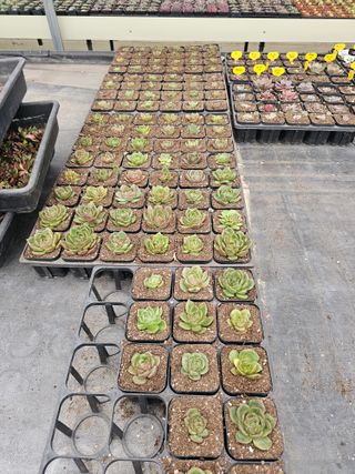 신상섭님의 기타작물 · 영농일지 작성글 사진