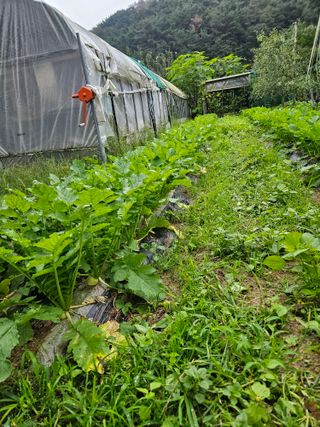 김해열님의 기타작물 · 영농일지 작성글 사진