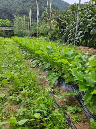 김해열님의 기타작물 · 영농일지 작성글 사진