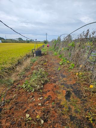 강창원님의 들깨 · 영농일지 작성글 사진