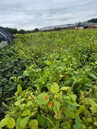 김기철님의 들깨 · 영농일지 작성글 사진