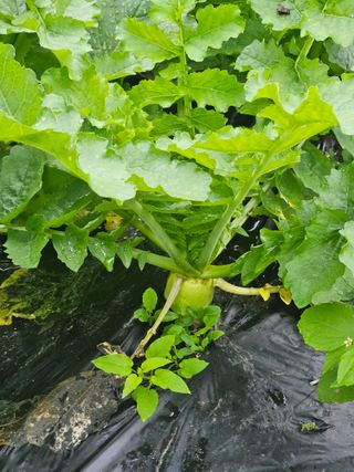 김해열님의 기타작물 · 영농일지 작성글 사진