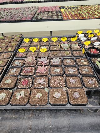 신상섭님의 기타작물 · 영농일지 작성글 사진