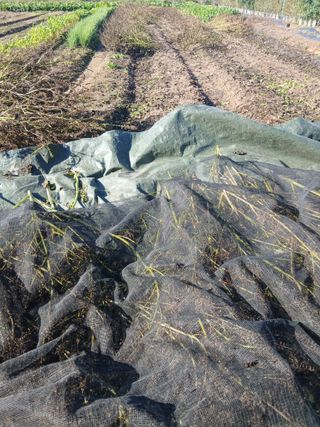 해맑은하늘님의 들깨 · 영농일지 작성글 사진