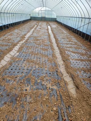 김저팔계님의 파 · 영농일지 작성글 사진