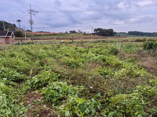 김기철님의 들깨 · 영농일지 작성글 사진