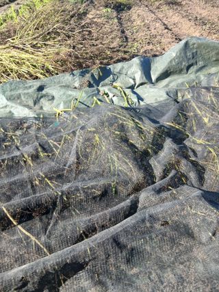 해맑은하늘님의 들깨 · 영농일지 작성글 사진