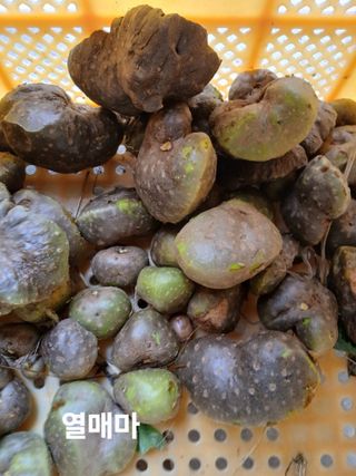 안승호님의 호박 · 영농일지 작성글 사진