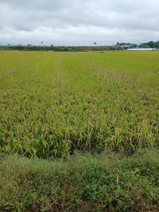 김창호 님의 벼 · 영농일지 작성글 사진