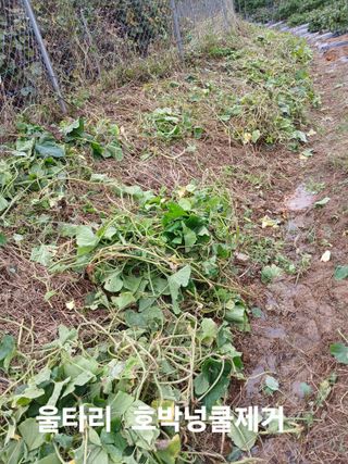 안승호님의 호박 · 영농일지 작성글 사진