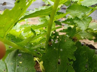 김진현님의 배추 · 영농일지 작성글 사진