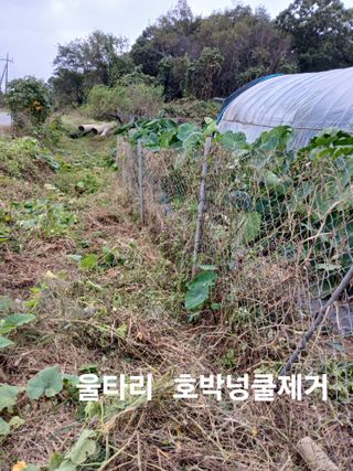 안승호님의 호박 · 영농일지 작성글 사진