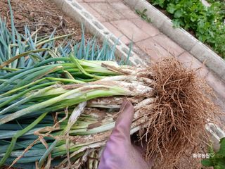 화우농원님의 파 · 영농일지 작성글 사진