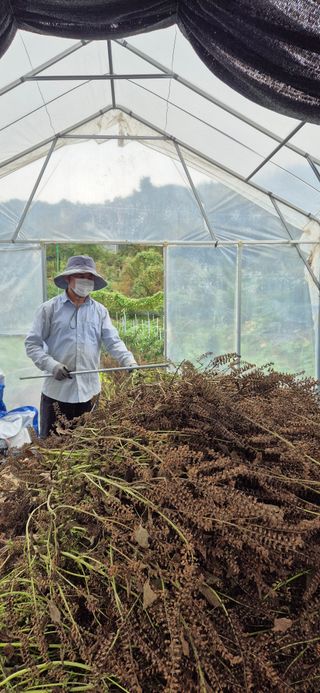 원증연님의 배추 · 영농일지 작성글 사진