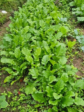 김해열님의 기타작물 · 영농일지 작성글 사진