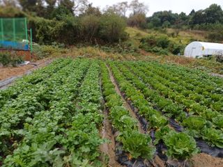 김진현님의 배추 · 영농일지 작성글 사진