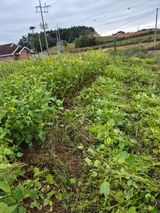 팜모닝 들깨·영농일지 게시글 이미지