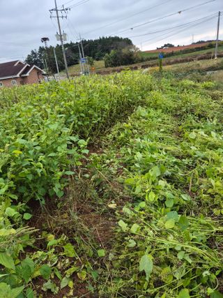 김기철님의 들깨 · 영농일지 작성글 사진