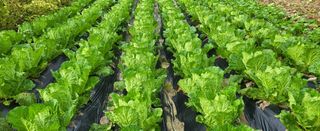 고구마15091님의 배추 · 영농일지 작성글 사진