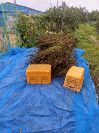 12345우각장당리님의 들깨 · 영농일지 작성글 사진