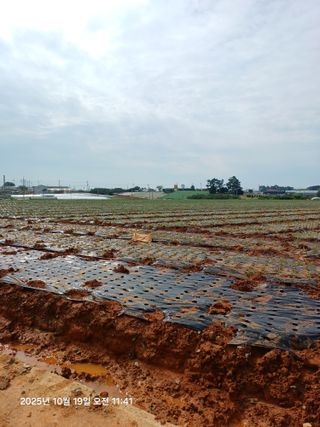 승기님의 파 · 영농일지 작성글 사진