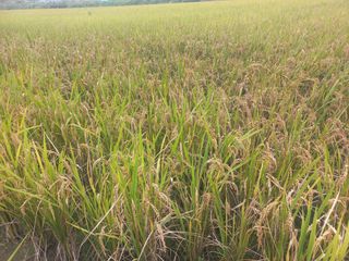 포도7969님의 벼 · 영농일지 작성글 사진