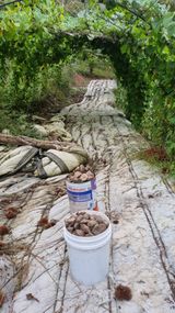 팜모닝 기타작물·영농일지 게시글 이미지