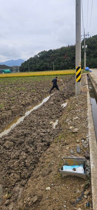 구춘봉님의 마늘 · 영농일지 작성글 사진