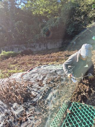 참깨10143님의 기타작물 · 영농일지 작성글 사진