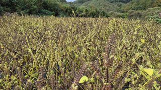 사과7818님의 들깨 · 영농일지 작성글 사진