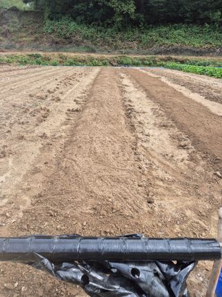 김기탁님의 마늘 · 영농일지 작성글 사진