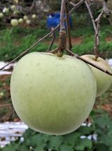 팜모닝 사과·영농일지 게시글 이미지