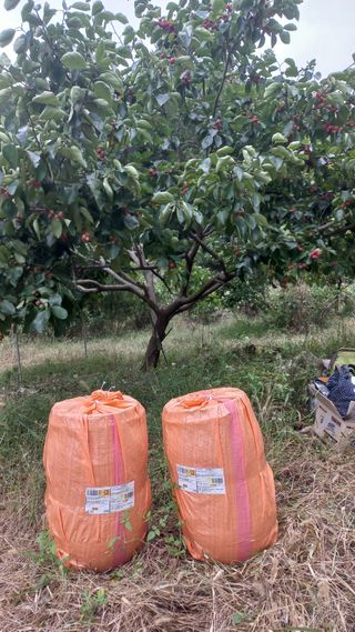 초보 구찌뽕님의 기타작물 · 영농일지 작성글 사진