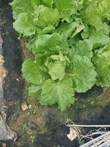 팜모닝 배추·영농일지 게시글 이미지