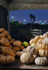 팜모닝 호박·영농일지 게시글 이미지