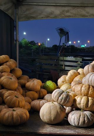 박종민님의 호박 · 영농일지 작성글 사진