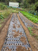 팜모닝 마늘·영농일지 게시글 이미지