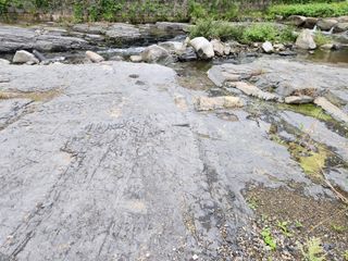 꿀복이농장님의 들깨 · 영농일지 작성글 사진