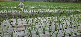 구춘봉님의 마늘 · 영농일지 작성글 사진