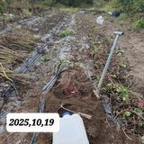 팜모닝 고구마·영농일지 게시글 이미지