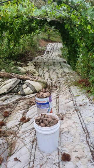 김동명님의 기타작물 · 영농일지 작성글 사진