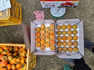 헤이쥬회원님의 감 · 영농일지 작성글 사진