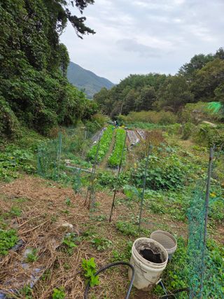 조희빈님의 마늘 · 영농일지 작성글 사진