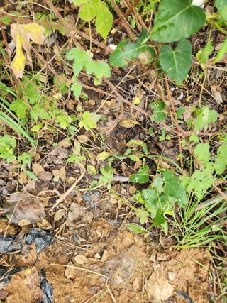 김영옥님의 기타작물 · 영농일지 작성글 사진