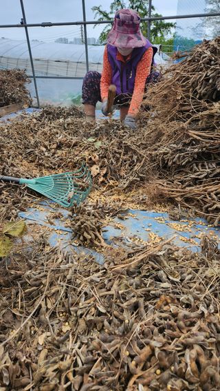 봉담고추님의 콩 · 영농일지 작성글 사진