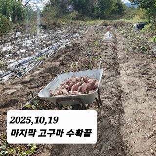 시민농장님의 고구마 · 영농일지 작성글 사진