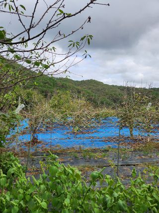 김영옥님의 기타작물 · 영농일지 작성글 사진