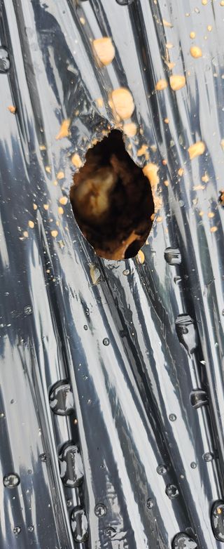 김윤오님의 마늘 · 영농일지 작성글 사진